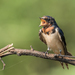 Amur Barn Swallow - Photo (c) Wich’yanan L, some rights reserved (CC BY), uploaded by Wich’yanan L