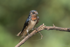 Hirundo rustica gutturalis