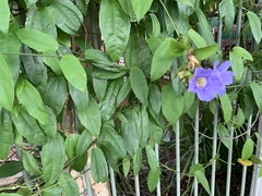 Thunbergia laurifolia