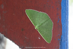 Ornithospila bipunctata