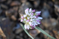 Allium tolmiei