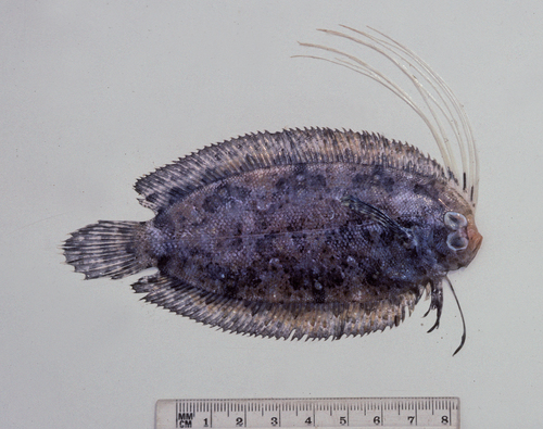 Cockatoo flounder (Samaris cristatus) — Samaridae — 3