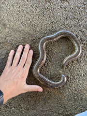 Afrotyphlops schlegelii