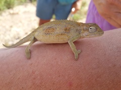 Bradypodion barbatulum