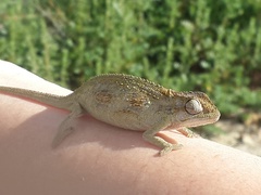 Bradypodion barbatulum