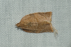 Adoxophyes privatana