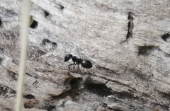 Crematogaster peringueyi