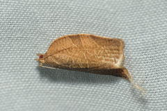 Adoxophyes privatana