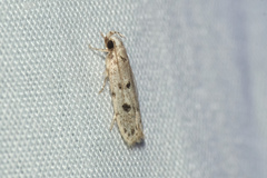Autosticha calceata