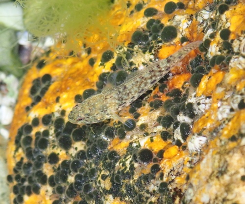 Rivularia atra observed 2019-08-15