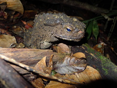 Phrynoidis juxtasper