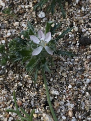 Loeseliastrum schottii