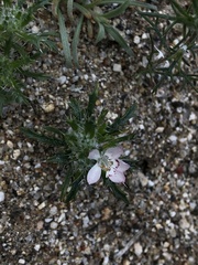Loeseliastrum schottii