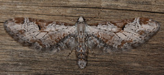 Eupithecia nevadata