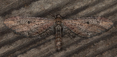Eupithecia subapicata