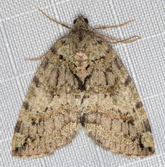 Hydriomena edenata