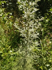 Artemisia afra