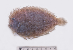 Lord Howe Island Flounder photo 1