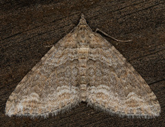 Perizoma custodiata