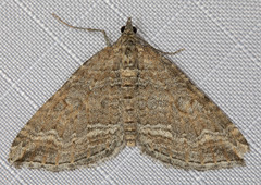 Perizoma custodiata