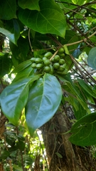 Afrocanthium keniense