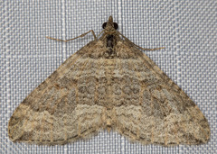 Perizoma custodiata