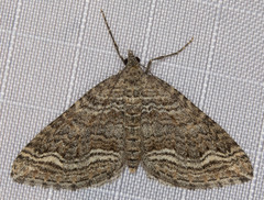 Perizoma custodiata