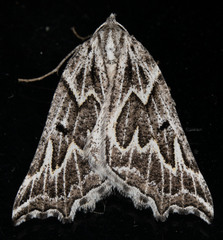 Plataea californiaria