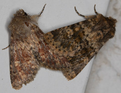 Pseudobryomima fallax