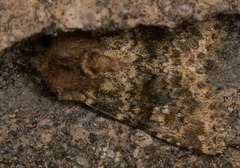 Pseudobryomima fallax