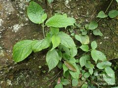 Boehmeria pilosiuscula