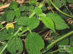 Boehmeria pilosiuscula
