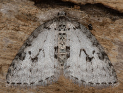 Venusia duodecemlineata