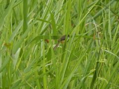 Prinia flaviventris