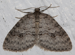 Venusia duodecemlineata