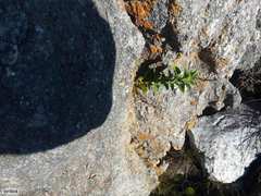 Teedia lucida