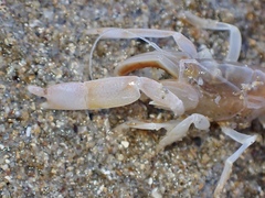 Trypaea australiensis