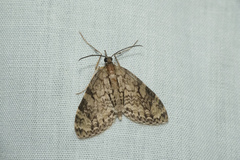 Sauris purpurotincta