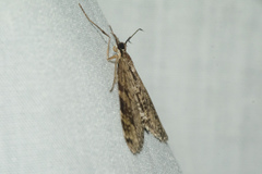 Sauris purpurotincta