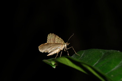Sauris purpurotincta