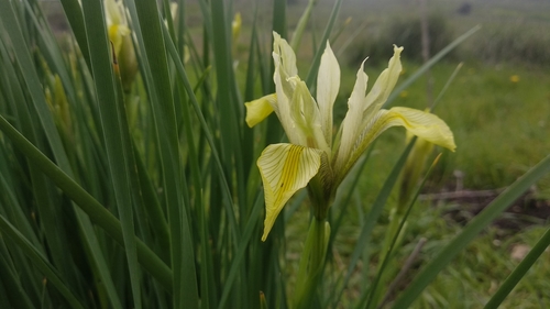 Image of Iris grant by no rights reserved