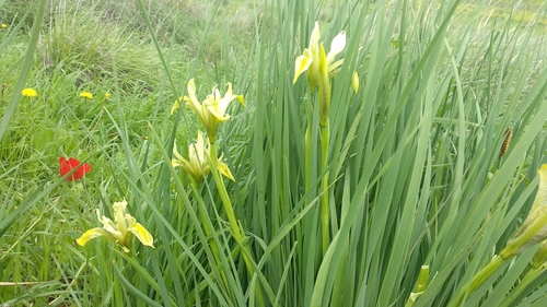 Image of Iris grant by no rights reserved