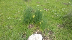 Iris grant-duffii