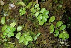 Elatostema obtusum trilobulatum
