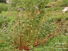 Corchorus capsularis