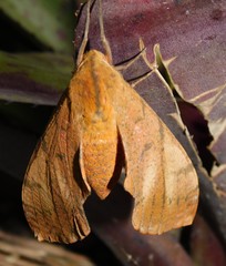 Platysphinx piabilis
