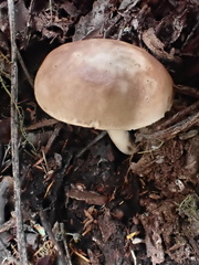 Fistulinella viscida