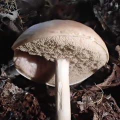 Fistulinella viscida