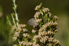 Ozothamnus cupressoides