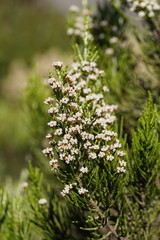 Ozothamnus cupressoides